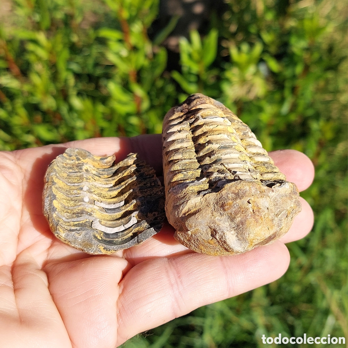 Coleccionismo de f&oacute;siles: F&oacute;sil de Trilobite Calymene en N&oacute;dulo 8 cm