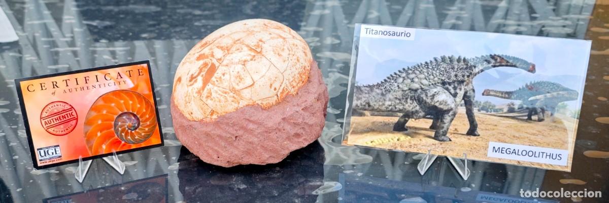 Coleccionismo de f&oacute;siles: F&oacute;sil completo de huevo de TITANOSAURIO ( Megaloolithus ) Cret&aacute;cico de Malasia 66 m.a. Peso 2 Kg.