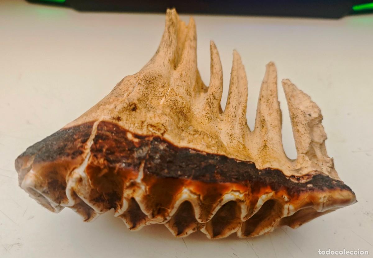 Fossil Collection: MOLAR de MAMOUTH PRIMIGENIUS Era Glacial, Mar del Norte ( Paises Bajos )