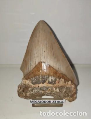 Coleccionismo de f&oacute;siles: Precioso f&oacute;sil de un diente de Megalodon, con una antig&uuml;edad de 23 millones de a&ntilde;os.