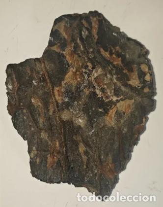 Sammlung von Fossilien: Pieza de corteza de araucaria fosilizada, datada del periodo Tri&aacute;sico.&Uacute;NICA!!!