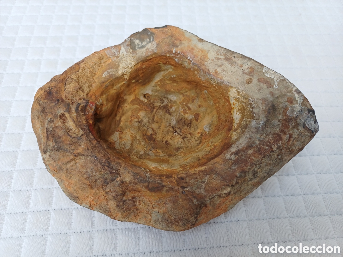 Coleccionismo de f&oacute;siles: Pieza de madera petrificada. Xilopalo