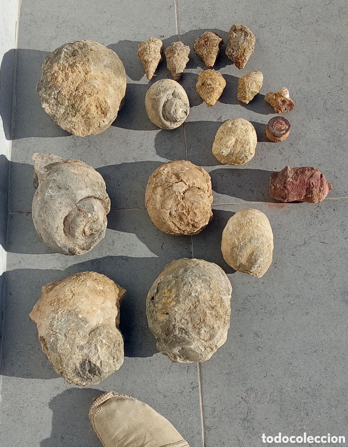 Collezionismo di fossili: Paleontolog&iacute;a. Lote de f&oacute;siles y minerales. NATICAS. Caracoles.