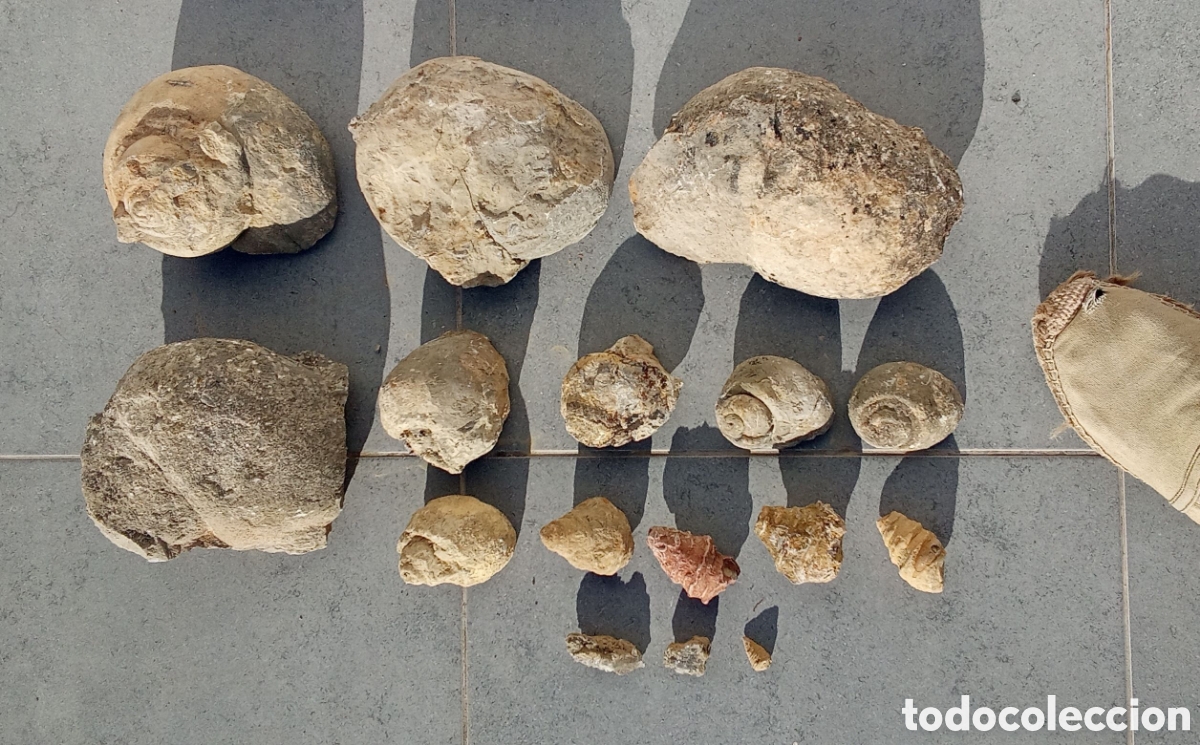 Coleccionismo de f&oacute;siles: Paleontolog&iacute;a. Lote de f&oacute;siles y minerales. Lote 2. NATICAS. Caracoles