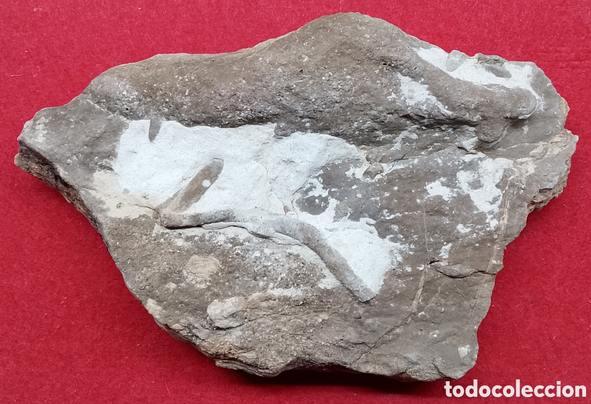Coleccionismo de f&oacute;siles: Icnof&oacute;sil Marino Natural - Galer&iacute;a o Madriguera F&oacute;sil (Planolites) - 17 cm