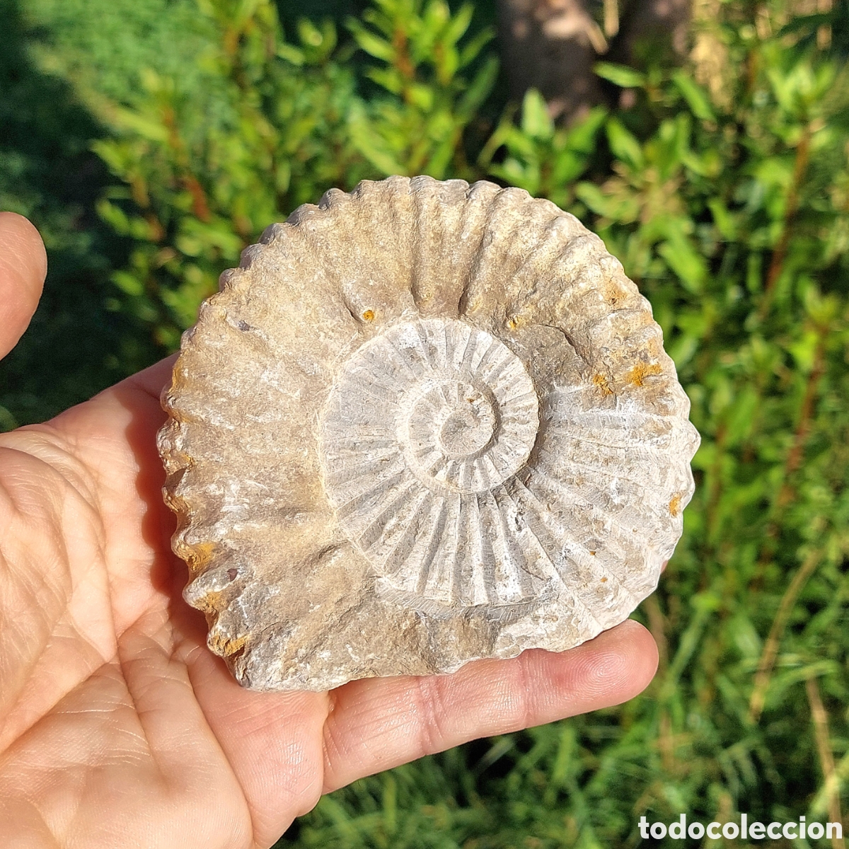 Coleccionismo de f&oacute;siles: Ammonite Procedente de Marruecos 476g