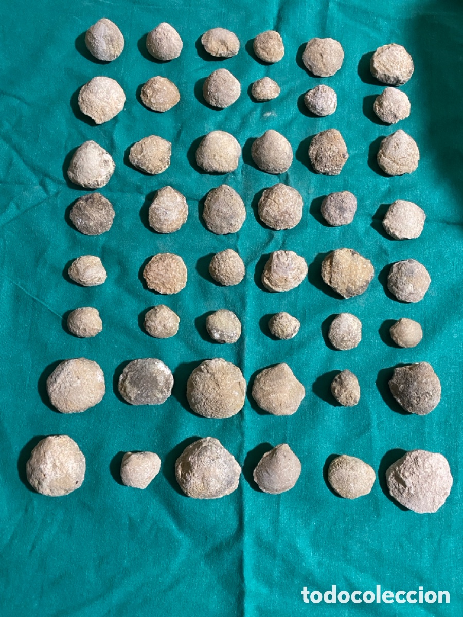 Coleccionismo de f&oacute;siles: Lote de 48 f&oacute;siles lote 35
