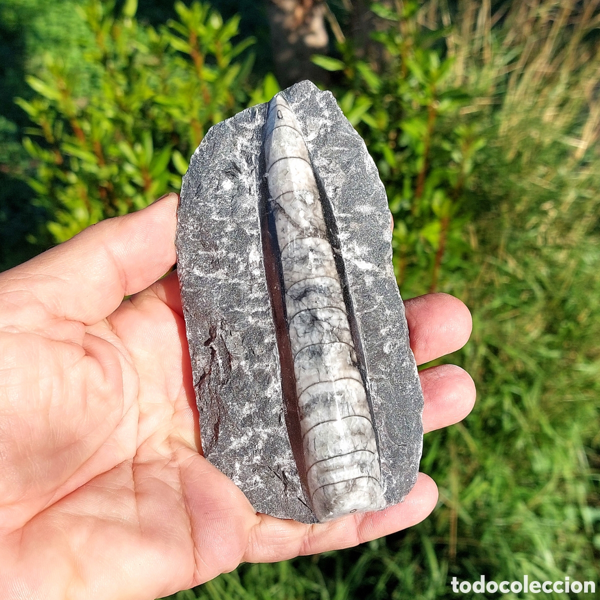 Coleccionismo de f&oacute;siles: Placa F&oacute;sil de Orthoceras Pulidos 13,4 cm