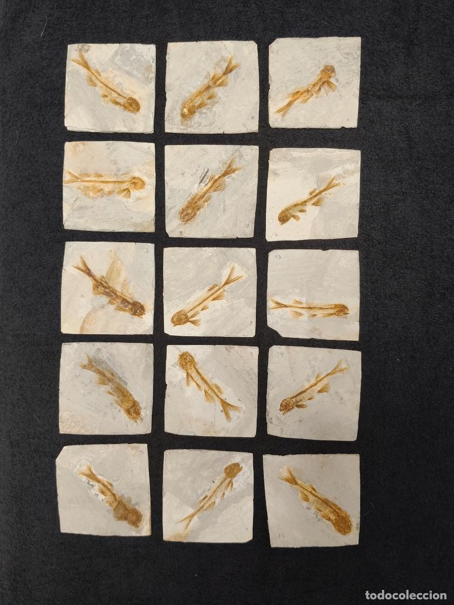 Coleccionismo de f&oacute;siles: LOTE 15 FOSILES DE PEZ (LYCOPTERA)