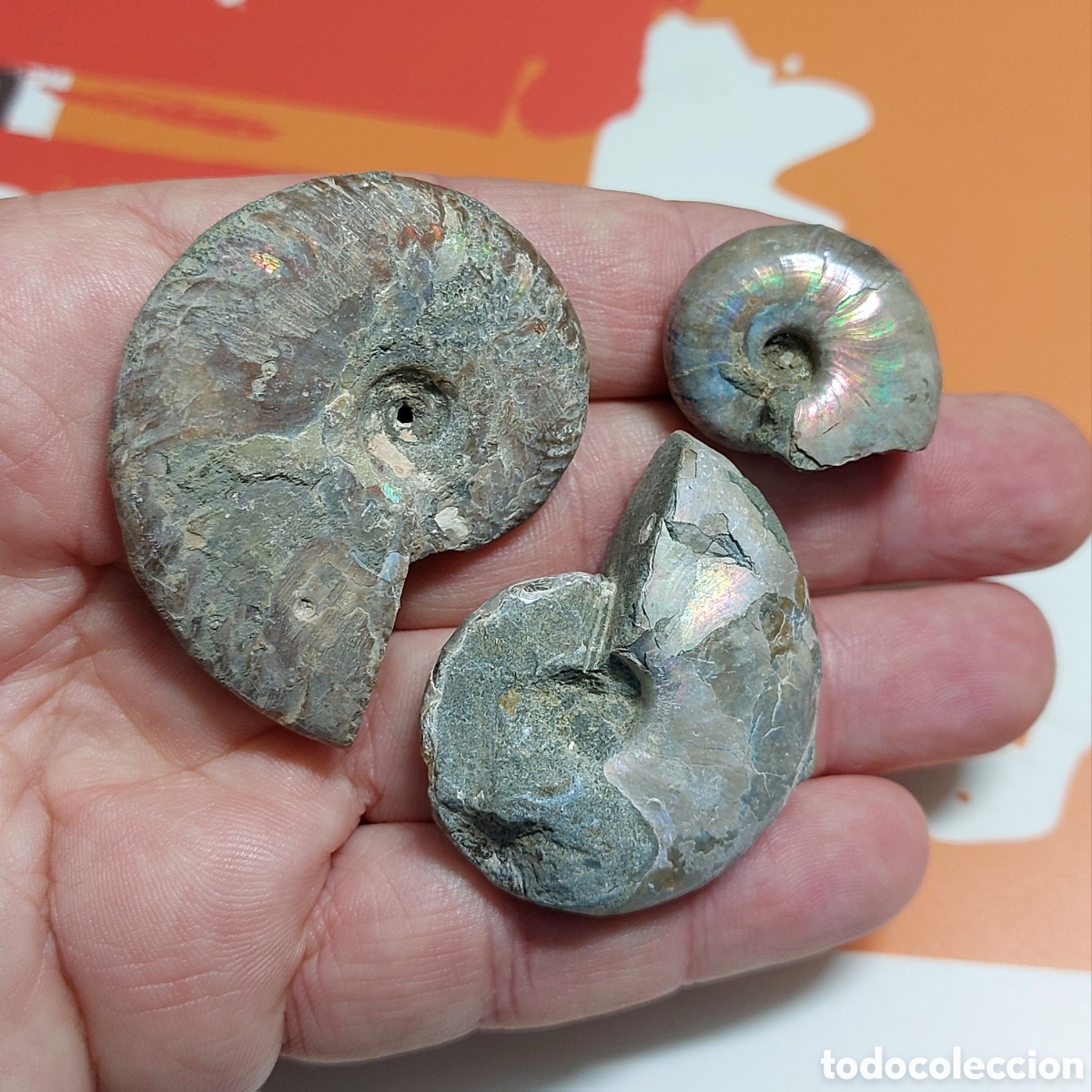 Coleccionismo de f&oacute;siles: Set de 3 Ammonites Iridiscentes de Madagascar