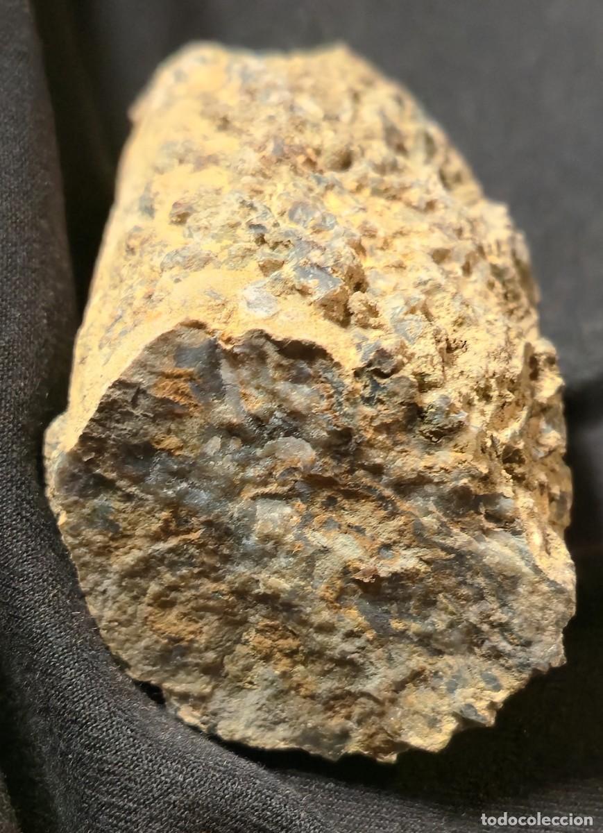 Coleccionismo de f&oacute;siles: Coral Fosil - Coral Cuerno