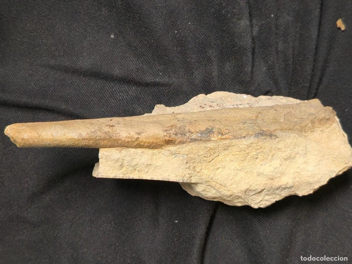 Coleccionismo de f&oacute;siles: FOSIL Belemnite - belemnites fosilizado en su matriz