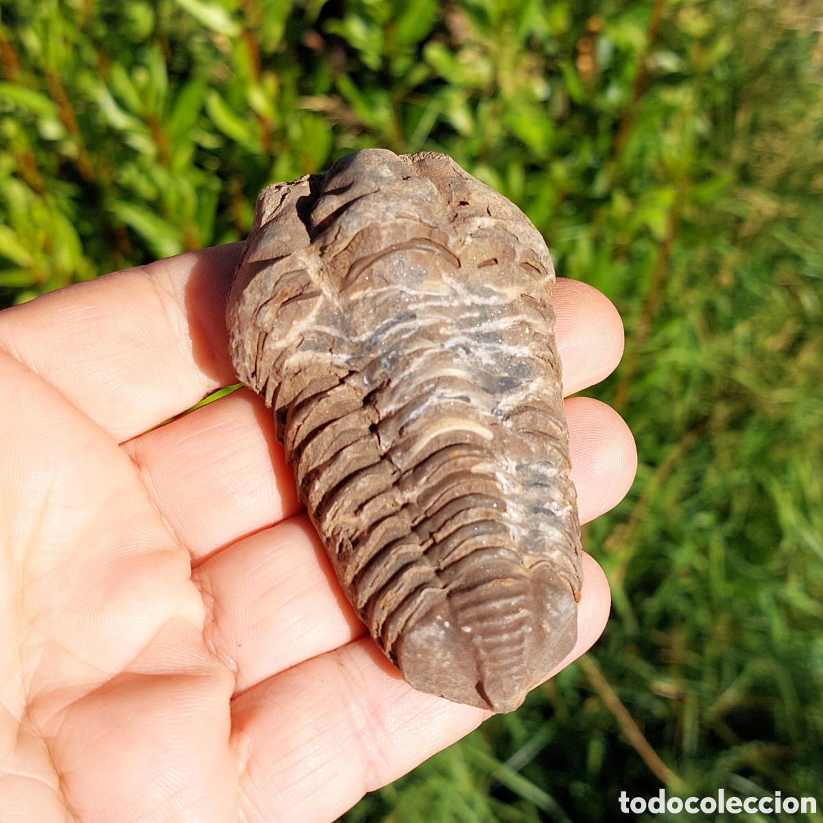 Coleccionismo de f&oacute;siles: Trilobite Calymene f&oacute;sil de Marruecos 8,2 cm