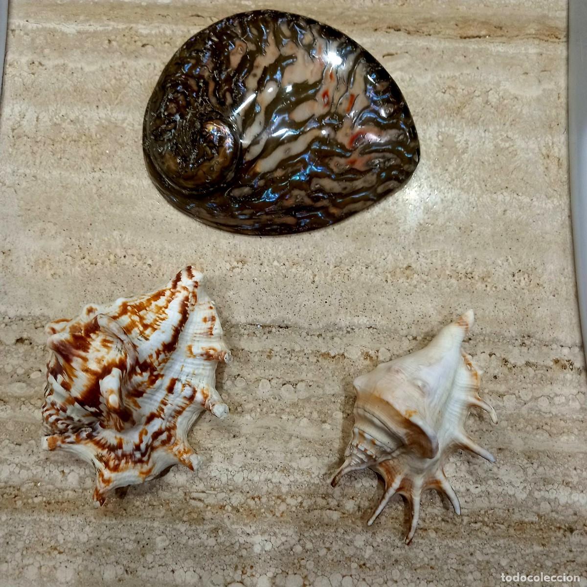 Coleccionismo de gemas: EXCEPCIONALES CONCHAS . CON HALIOTIS COPER DE 16 CM - Foto 1