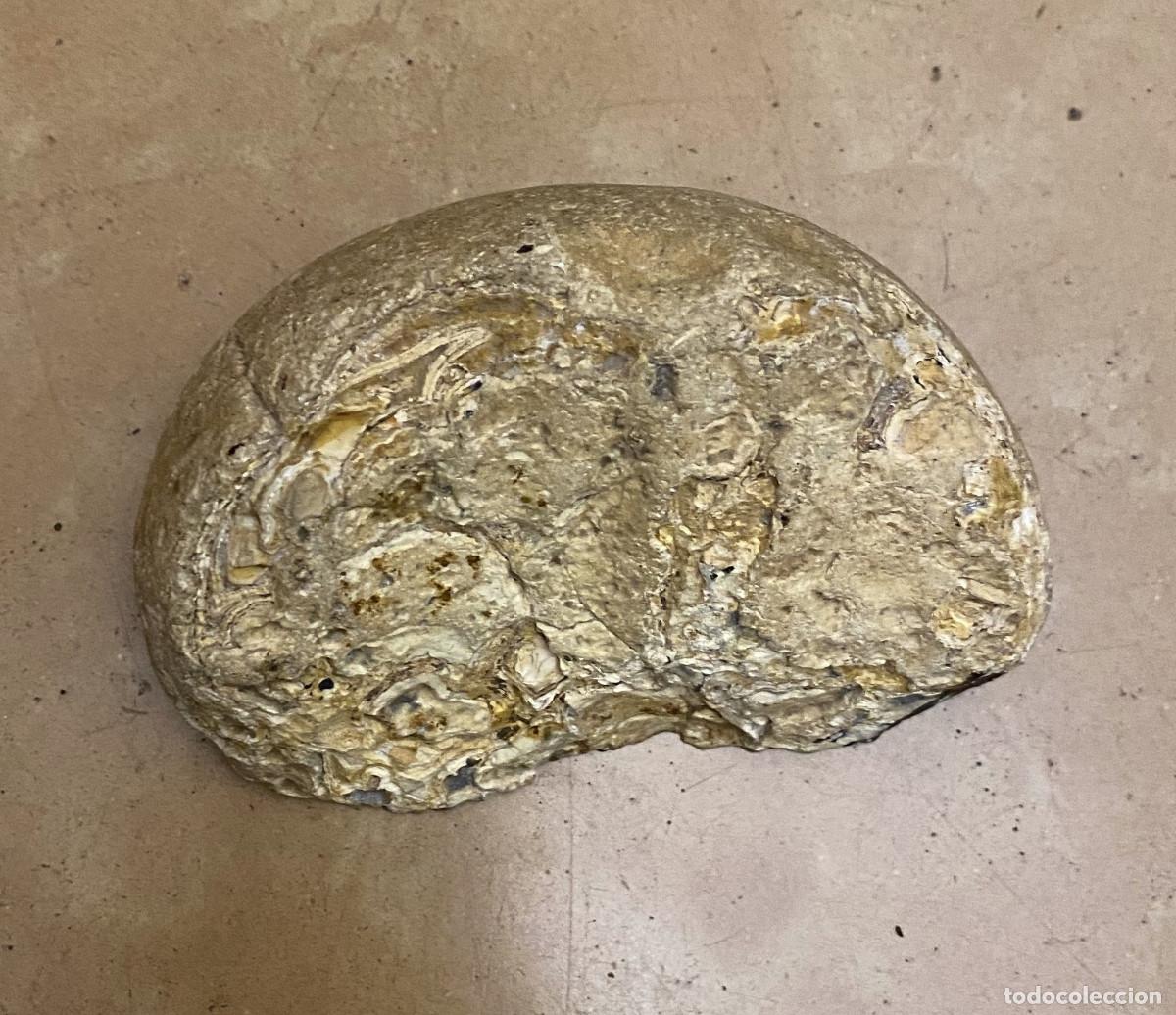 Coleccionismo de gemas: Geoda &Aacute;gata Cortada y Pulida - Foto 5