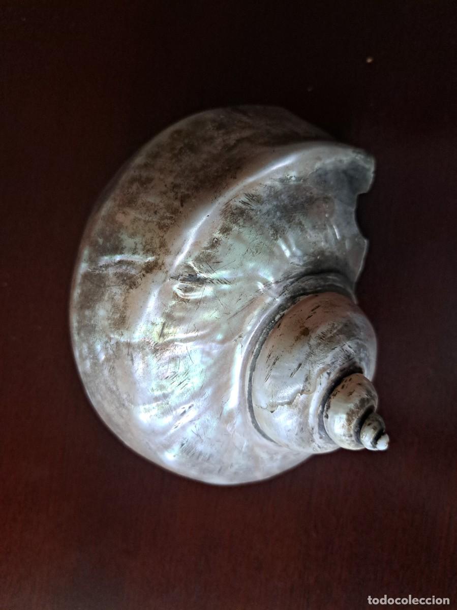 Coleccionismo de gemas: CARACOLA NATURAL CON ACABADO NACARADO