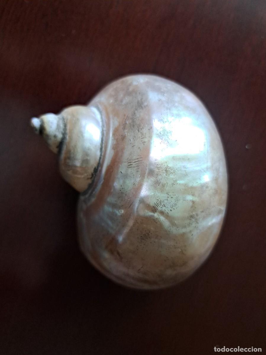 Coleccionismo de gemas: CARACOLA NATURAL CON ACABADO NACARADO