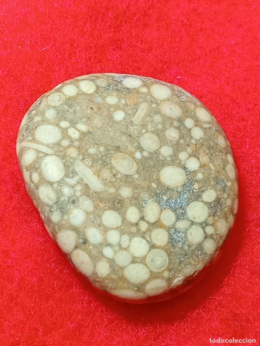 Coleccionismo de gemas: EXTRA&Ntilde;O F&Oacute;SIL DE PETOSKEY NATURAL