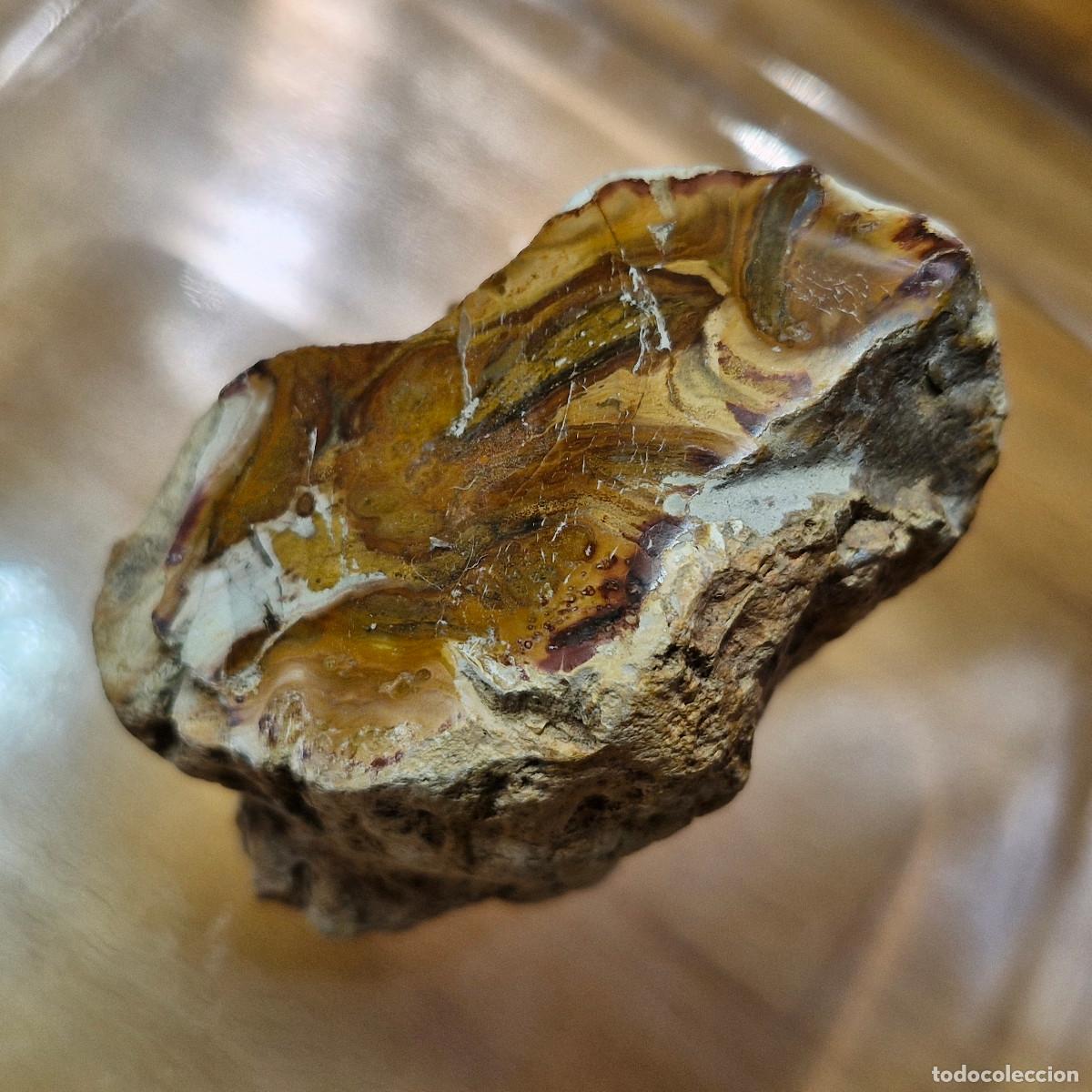 Coleccionismo de gemas: Madera Petrificada Fosil Xilopalo Calidad AAA