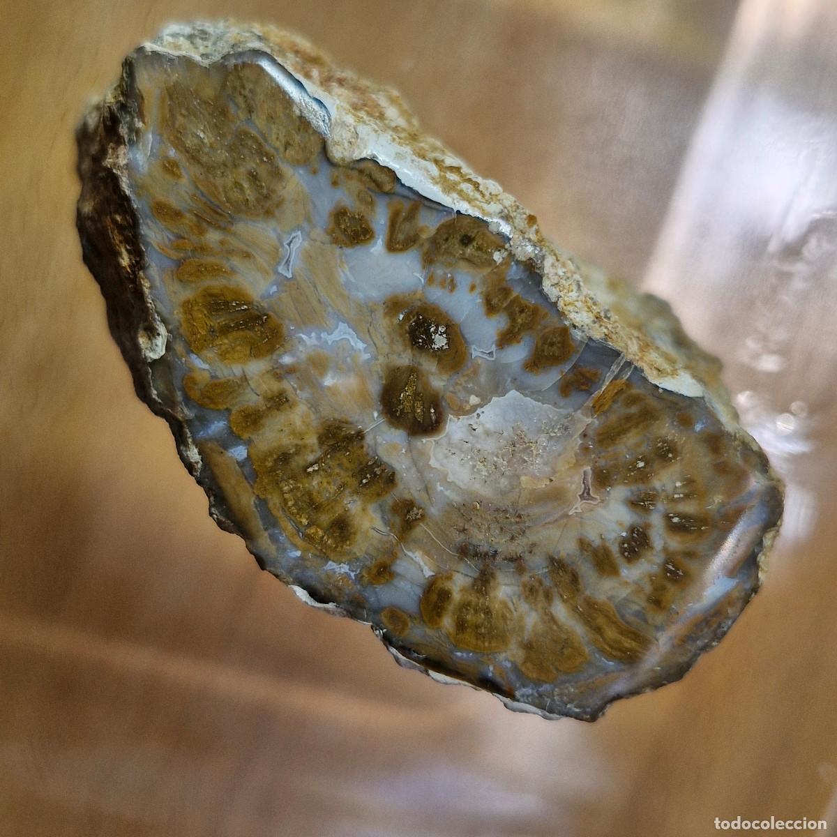 Coleccionismo de gemas: Madera Petrificada Fosil Xilopalo Calidad AAA