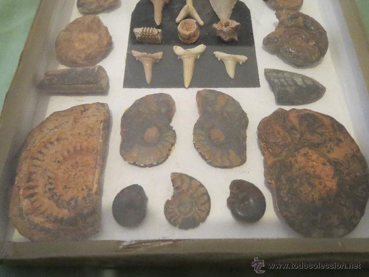 Coleccionismo de minerales: COLECCION DE FOSILES, CARACOLAS Y DIENTES - Foto 2 - 52547824
