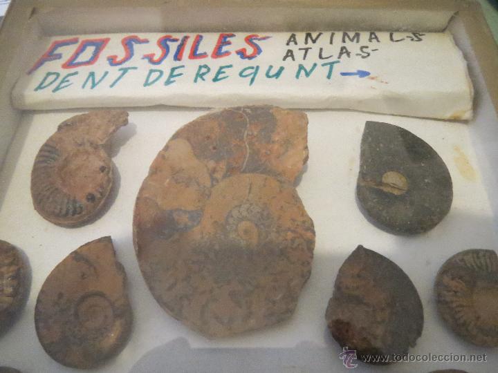 Coleccionismo de minerales: COLECCION DE FOSILES, CARACOLAS Y DIENTES - Foto 4 - 52547824