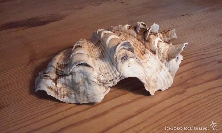Coleccionismo de minerales: Concha marina. 15 x 9 cms - Foto 1