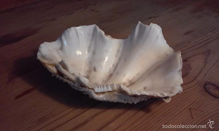 Coleccionismo de minerales: Concha marina. 15 x 9 cms - Foto 2