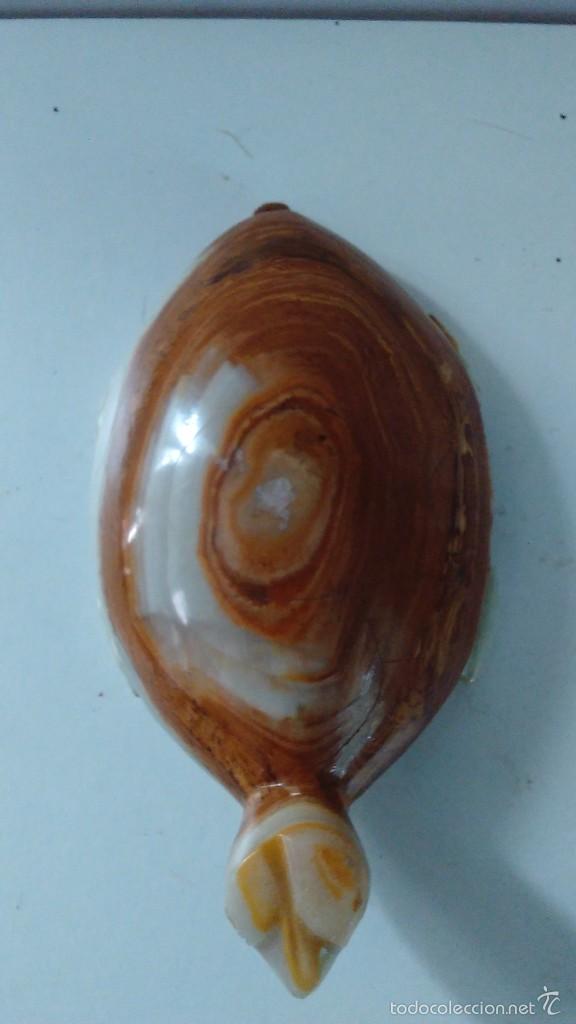 Coleccionismo de minerales: Tortuga de &aacute;gata - Foto 5
