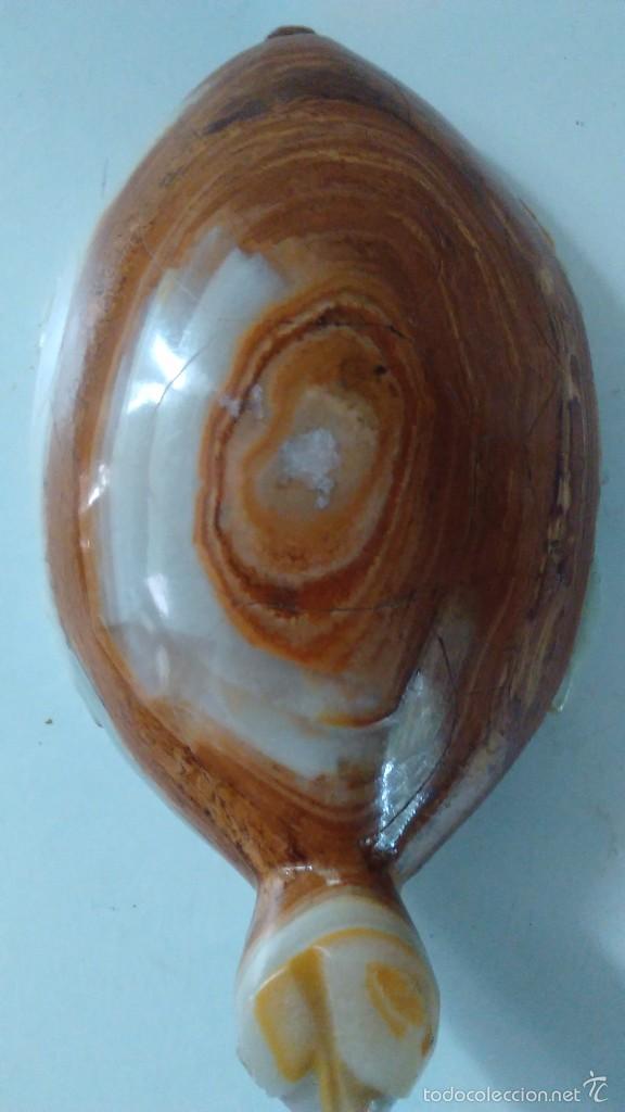 Coleccionismo de minerales: Tortuga de &aacute;gata - Foto 6