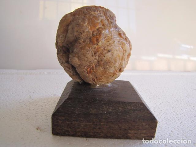 Coleccionismo de minerales: Geoda de agata. Peana Madera - Foto 3