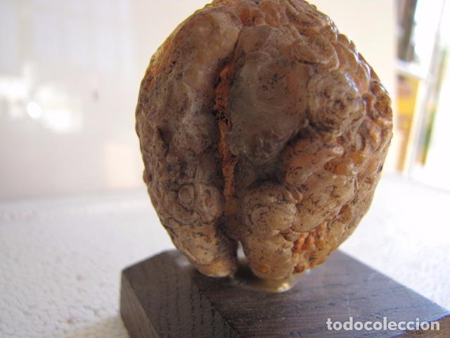 Coleccionismo de minerales: Geoda de agata. Peana Madera - Foto 4