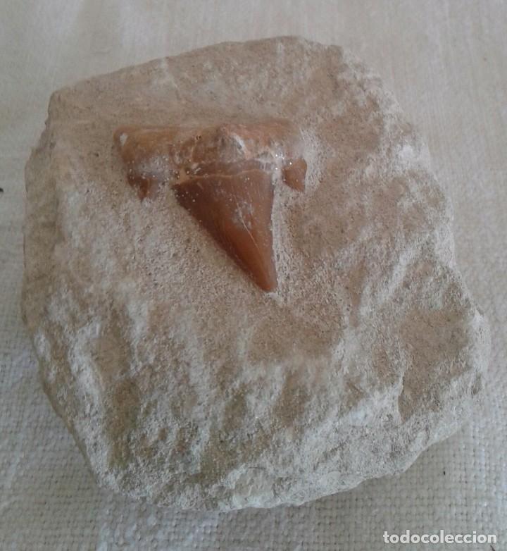 Coleccionismo de minerales: F&oacute;sil diente de tibur&oacute;n en matriz - Foto 2