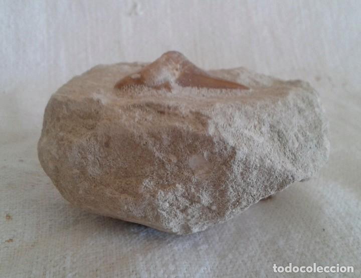 Coleccionismo de minerales: F&oacute;sil diente de tibur&oacute;n en matriz - Foto 3