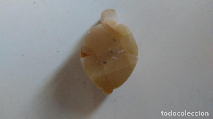 Coleccionismo de minerales: Tortuga de &aacute;gata - Foto 2