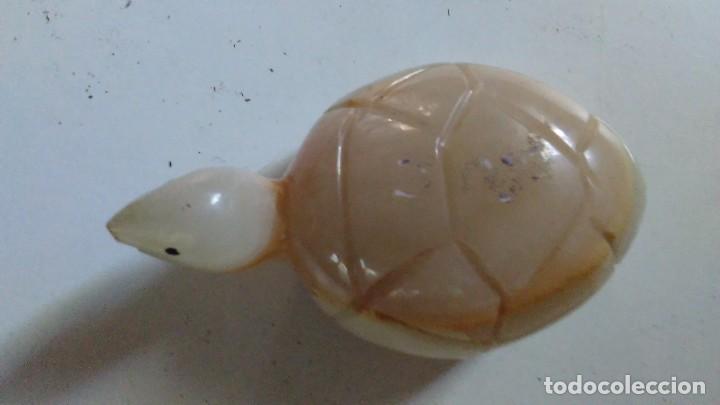 Coleccionismo de minerales: Tortuga de &aacute;gata - Foto 4