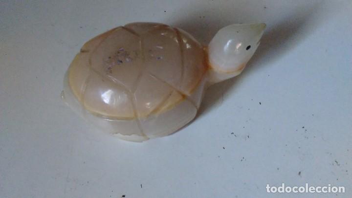 Coleccionismo de minerales: Tortuga de &aacute;gata - Foto 7
