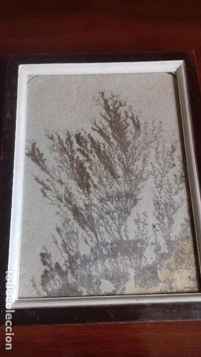 Coleccionismo de minerales: Dendrita enmarcada. - Foto 6