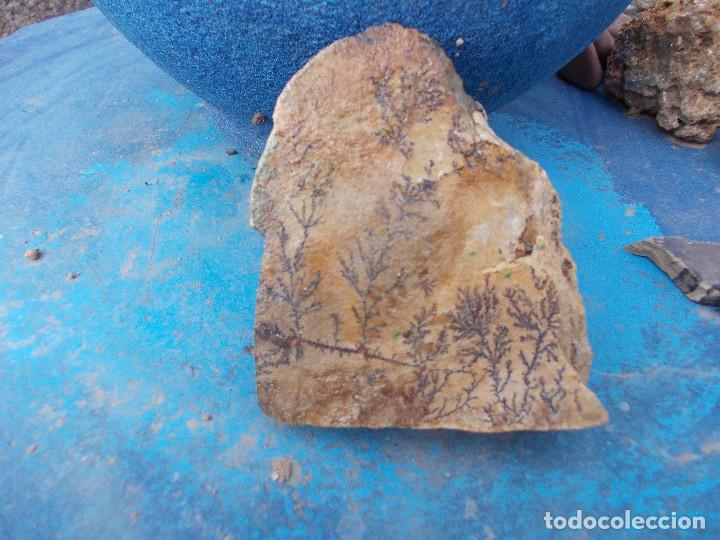 Coleccionismo de minerales: piedra pseudofosil - Foto 1