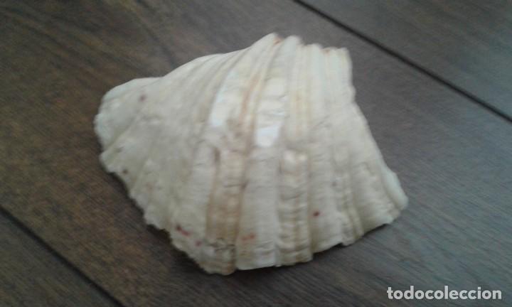 Coleccionismo de minerales: CONCHA - Foto 3