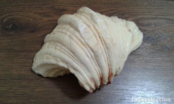 Coleccionismo de minerales: CONCHA - Foto 6