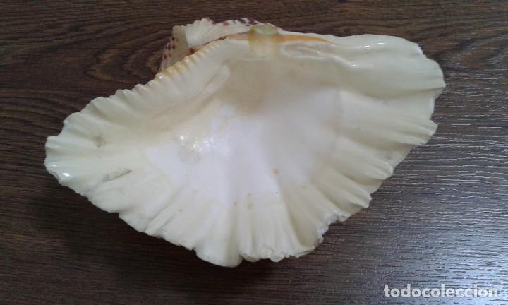 Coleccionismo de minerales: CONCHA - Foto 7
