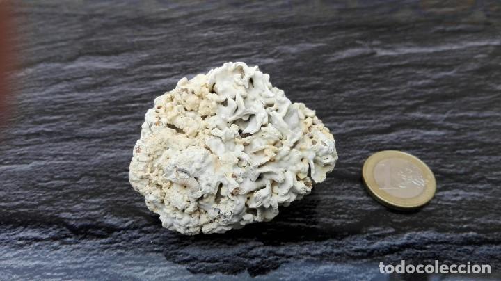 Coleccionismo de minerales: Roca sedimentaria marina - Foto 1