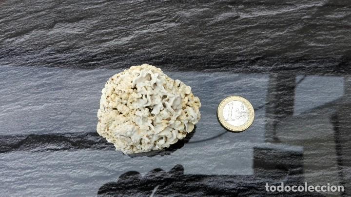 Coleccionismo de minerales: Roca sedimentaria marina - Foto 2