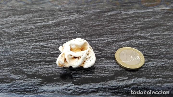 Coleccionismo de minerales: Roca sedimentaria marina - Foto 1