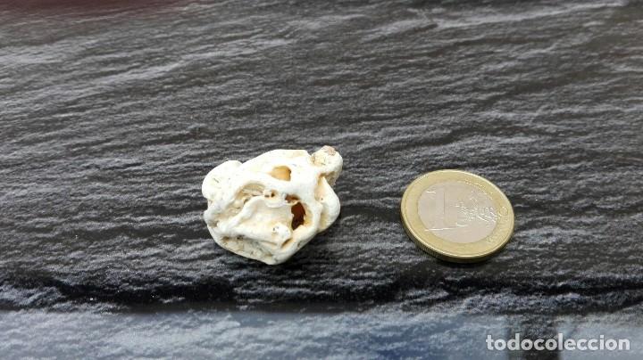 Coleccionismo de minerales: Roca sedimentaria marina - Foto 2