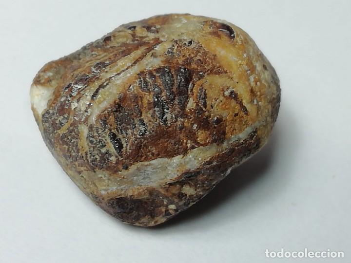 Coleccionismo de minerales: meteorito con incrustaciones de cuarzo - Foto 1