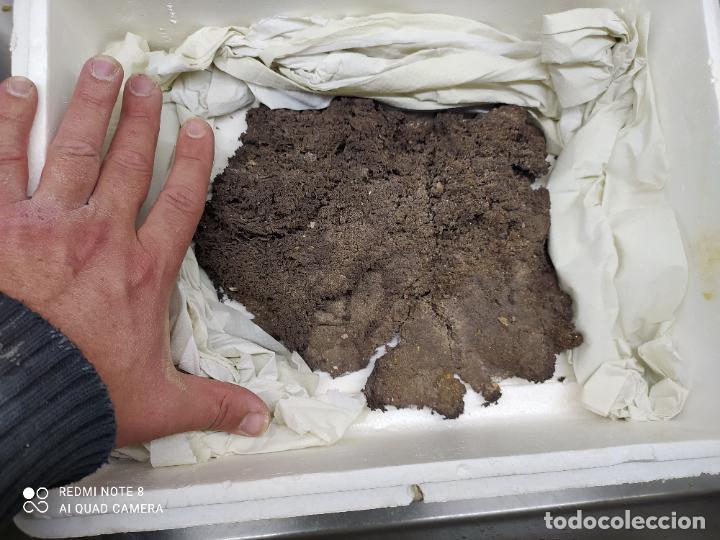 Coleccionismo de minerales: JML MINERAL DE PLATA NATIVA, KONSBERGITA CON CLORARGIRITA, HERRERIAS, CUEVAS DEL ALMANZORA, ALMERIA