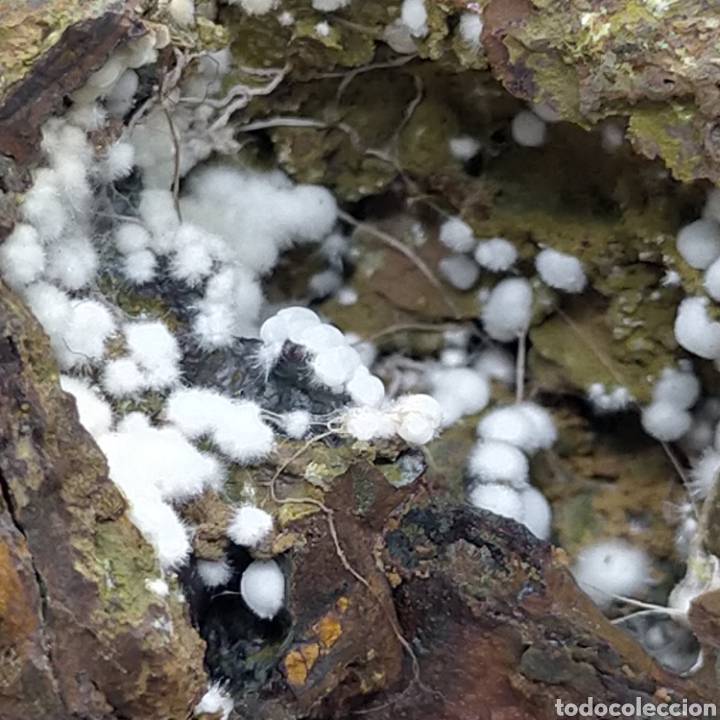 Coleccionismo de minerales: FLUORAPATITO - MINERAL - Foto 2