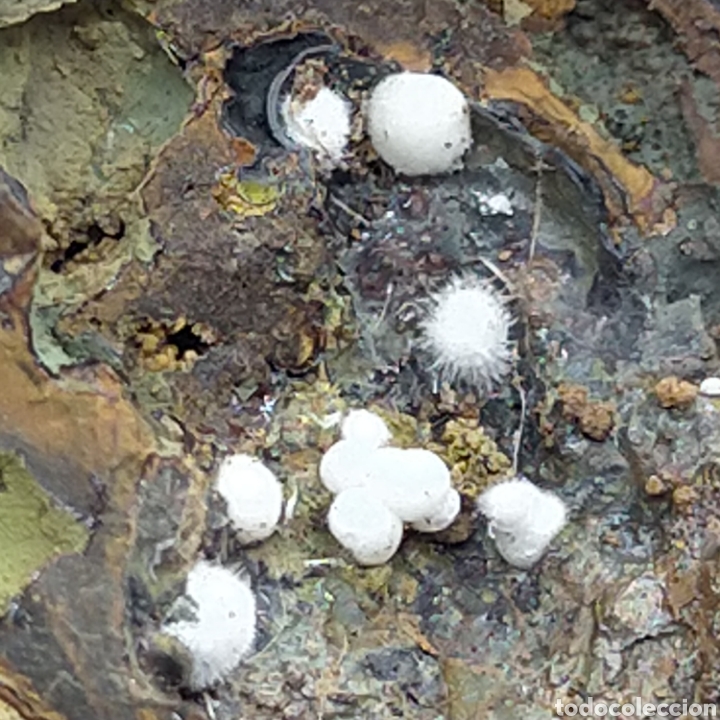Coleccionismo de minerales: FLUORAPATITO - MINERAL - Foto 7